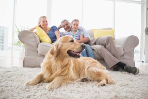 pets affect indoor air quality